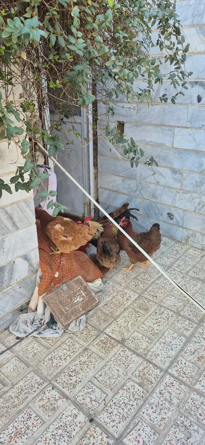 مرغ|حیوانات مزرعه|ماهدشت, |دیوار