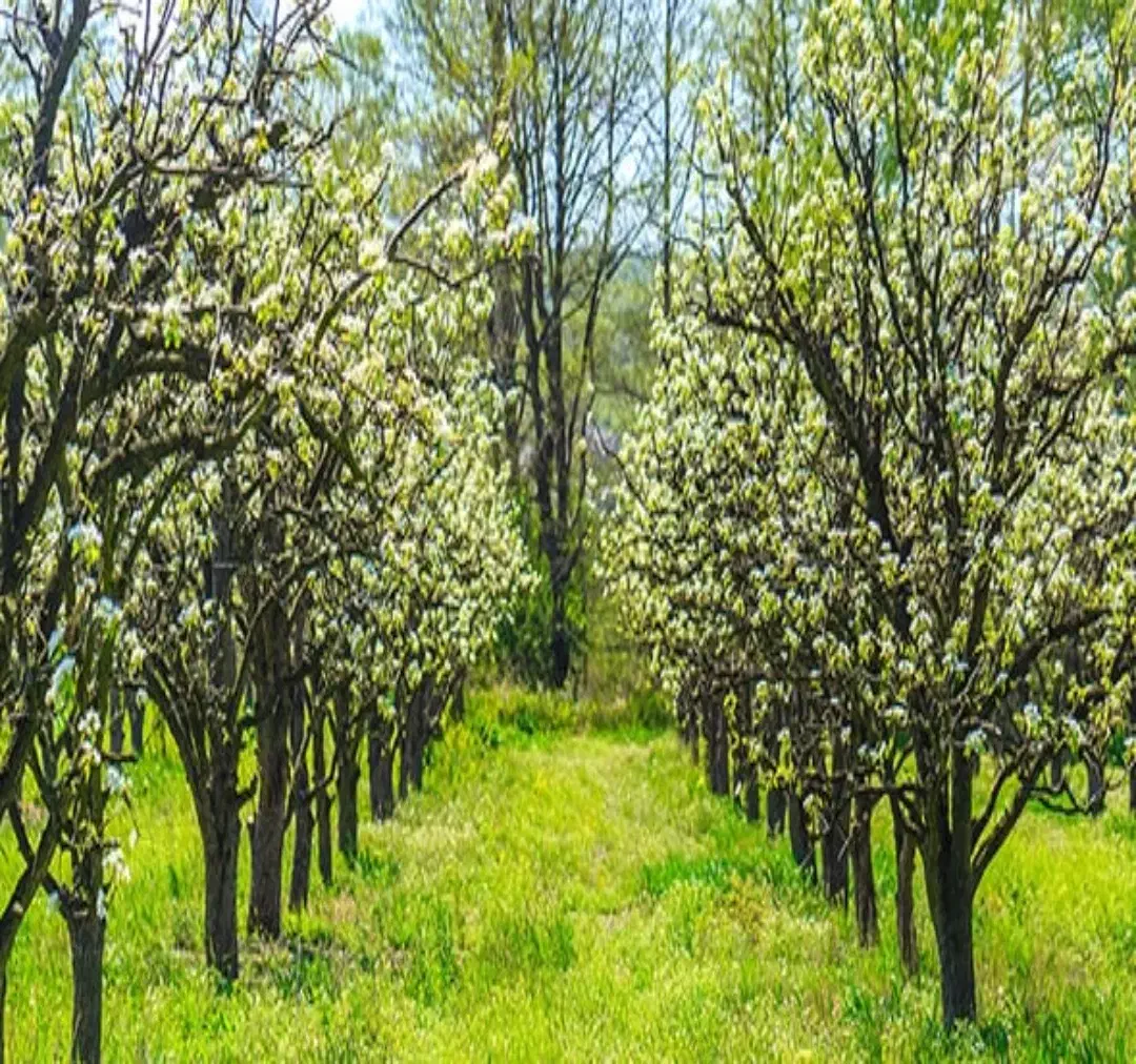 باغبانی،درختکاری،سمپاشی،|خدمات باغبانی و درختکاری|اصفهان, خانه اصفهان|دیوار
