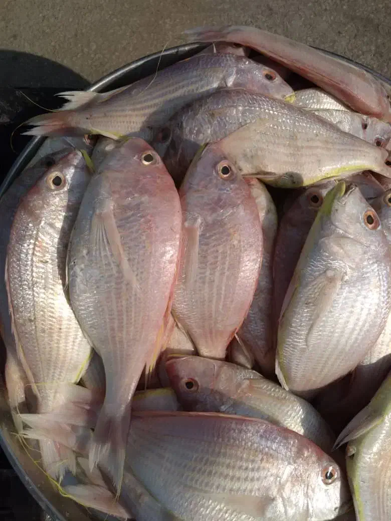 ماهی|ماهی|بندر امام خمینی, |دیوار