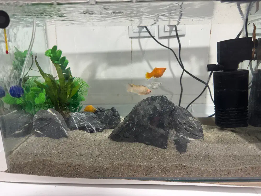 آکواریوم با تمام وسایل|ماهی|بندر دیر, |دیوار