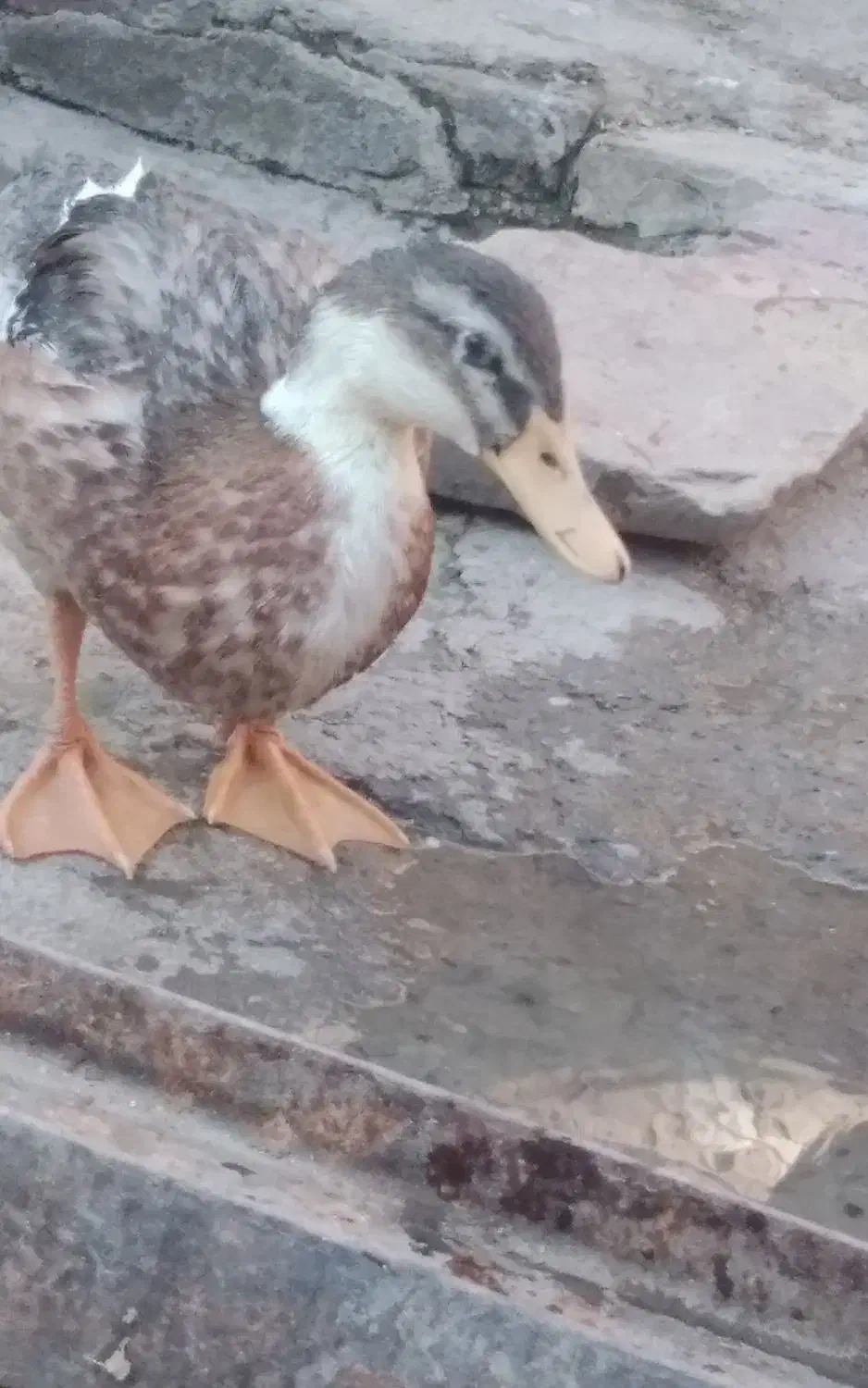 اردک|حیوانات مزرعه|زاهدان, |دیوار