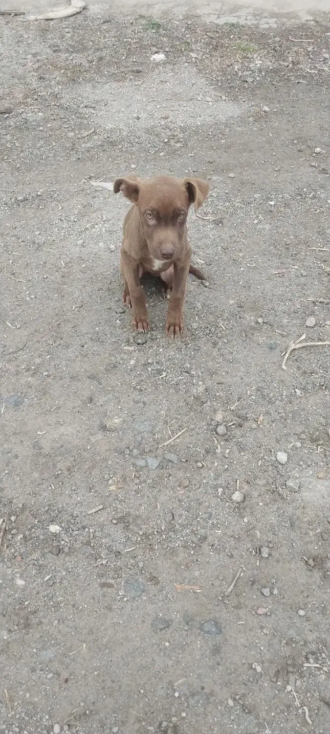 توله پیتبول گم شده|سگ|مشگین شهر, |دیوار