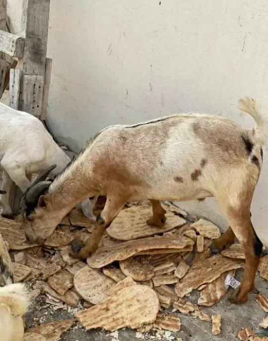 بز نر|حیوانات مزرعه|کیش, |دیوار