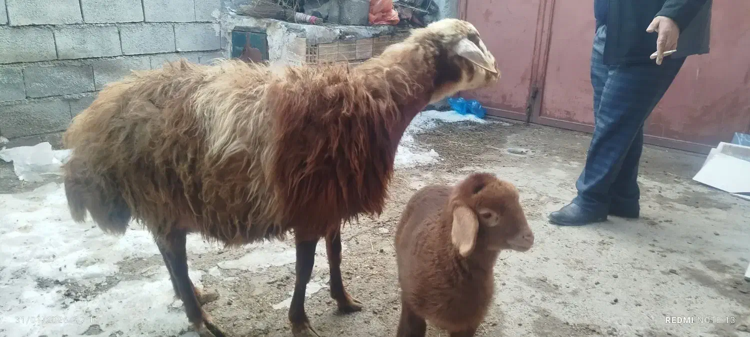 گوسفند بالالی|حیوانات مزرعه|مشگین شهر, |دیوار