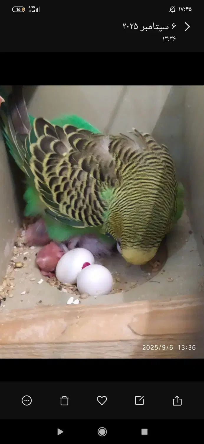 مرغ عشق با تخم و جوجه|پرنده|بروجن, |دیوار