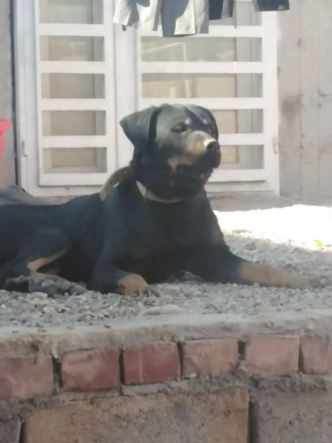 سگ رودفایلر|سگ|زرند, |دیوار