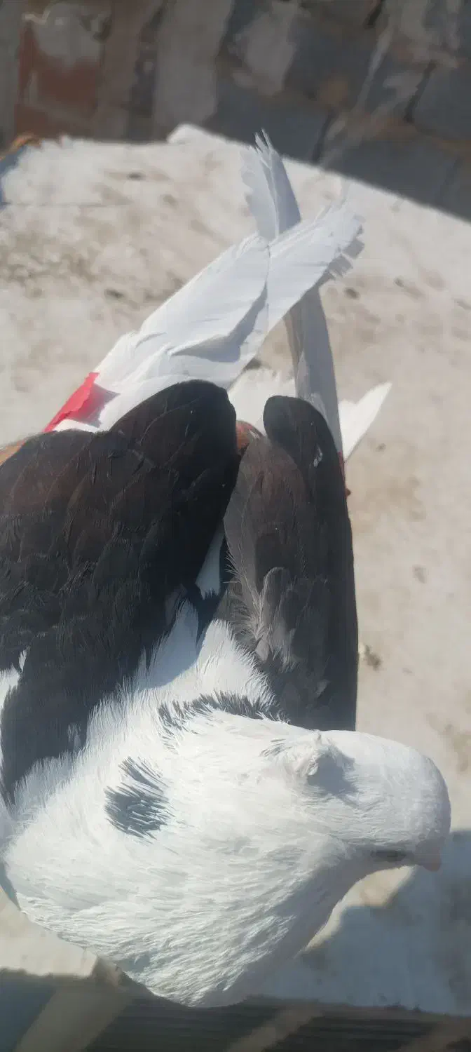 کفتر پرشی پشت دار سیاه ماده|پرنده|تهران, شهرک غزالی|دیوار