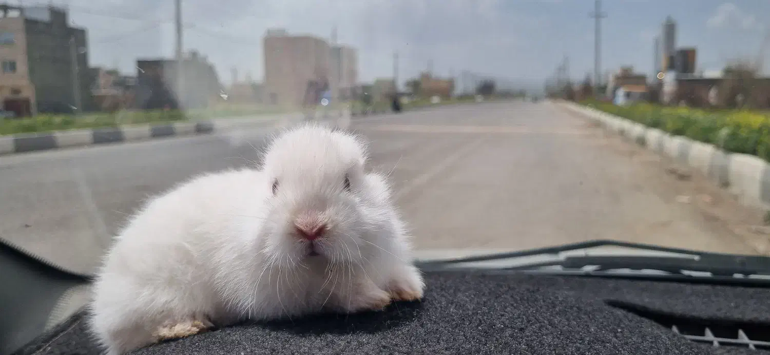 بچه خرگوش|موش و خرگوش|دهگلان, |دیوار