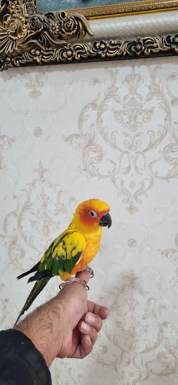 طوطی خورشیدی|پرنده|سیرجان, |دیوار