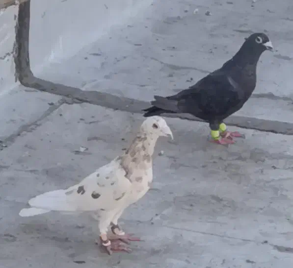 کفتر یا کبوتر|پرنده|اقبالیه, |دیوار