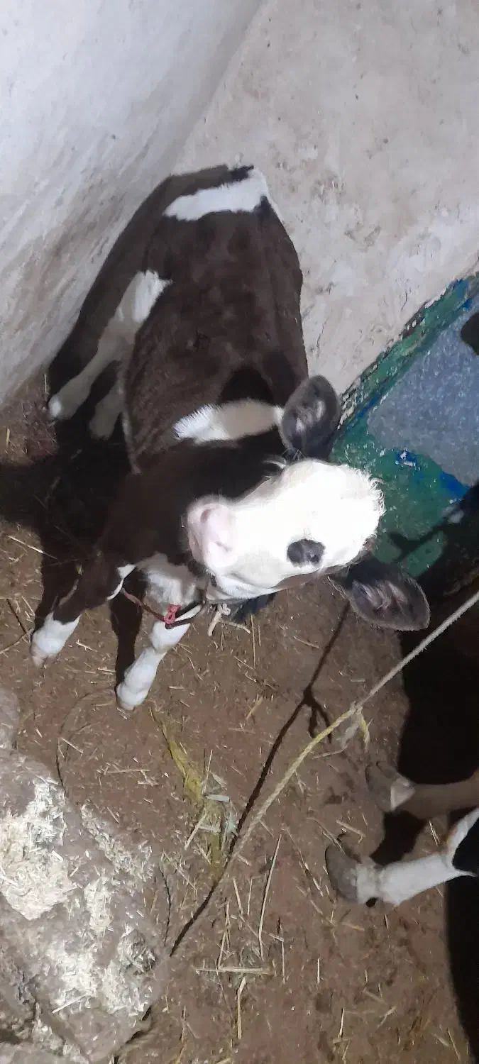 گوساله ۲ماهه|حیوانات مزرعه|صومای برادوست, |دیوار