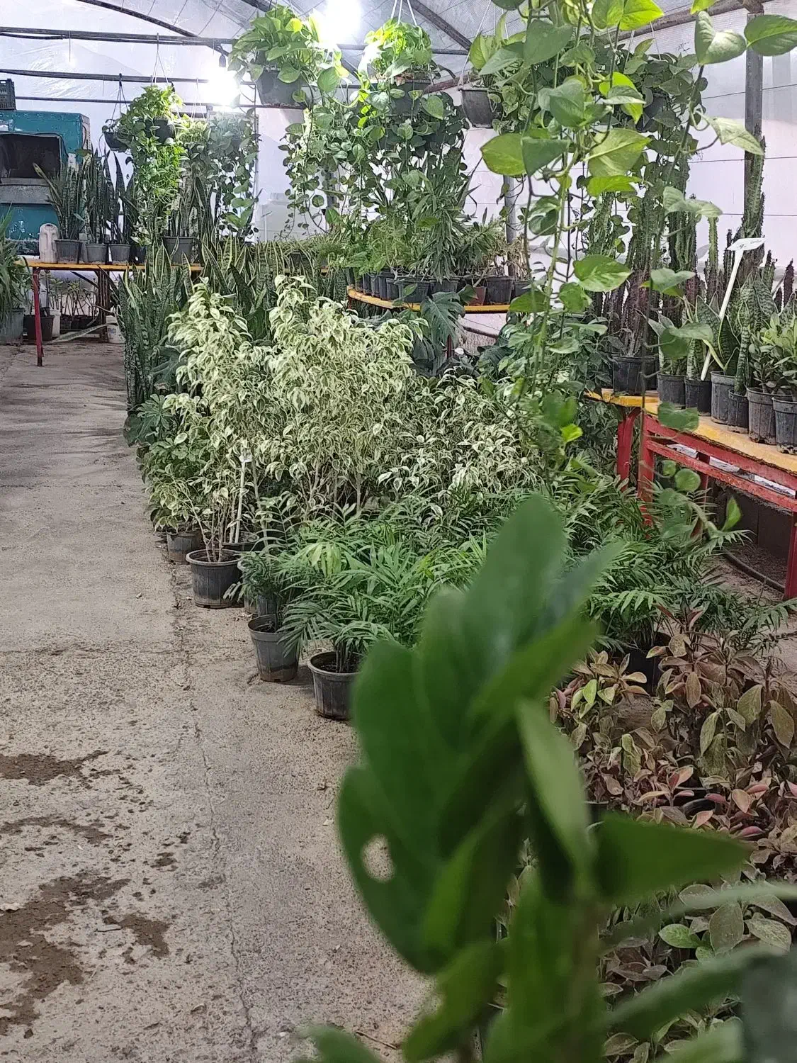 گلخانه با تمام تجهیزات|فروش دفتر صنعتی، کشاورزی، تجاری|سرخه, |دیوار