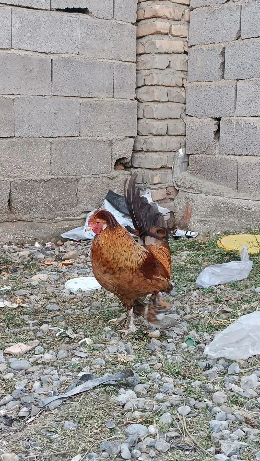 خروس سلطان|حیوانات مزرعه|گمیشان, |دیوار