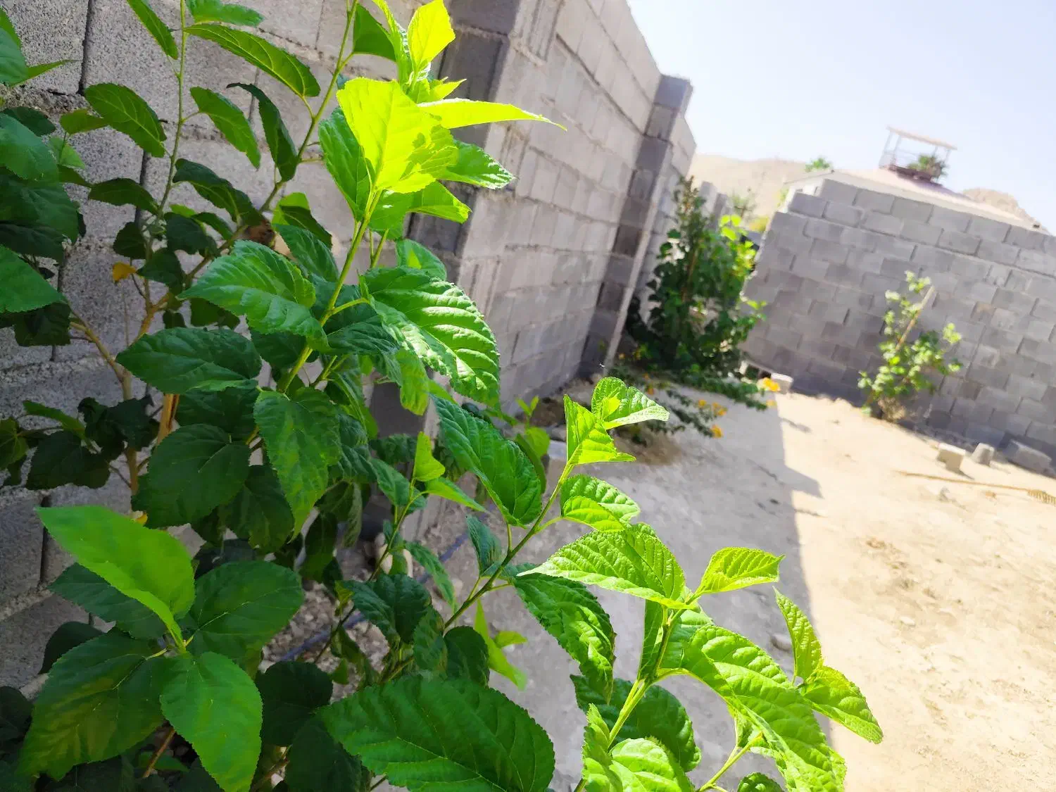 فروش زمین|فروش زمین و ملک کلنگی|جم, |دیوار