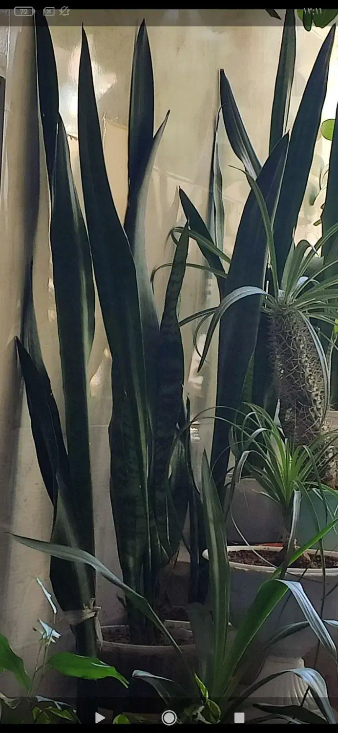 فروش گل های طبیعی زینتی در بدره|گل و گیاه طبیعی|بدره, |دیوار