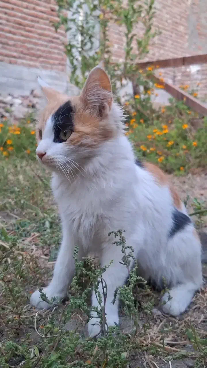 بچه گربه خانگی|گربه|مراغه, |دیوار