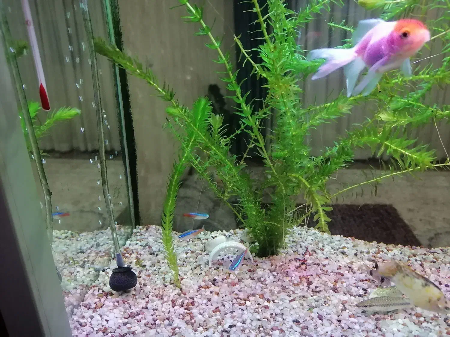 اکواریوم باماهی وهیتر وماسه عربی وشریمپ|ماهی|قم, پردیسان|دیوار