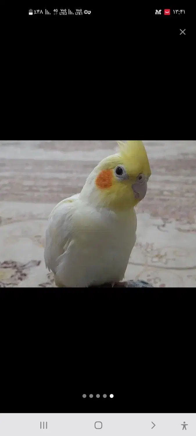 ۲جفت عروس هلندی باجوجه وتخم  بفرووش میرسد|پرنده|شاندیز, |دیوار