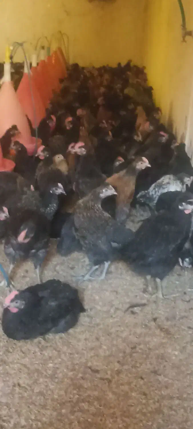 جوجه مرغ و خروس محلی|حیوانات مزرعه|زید آباد, |دیوار