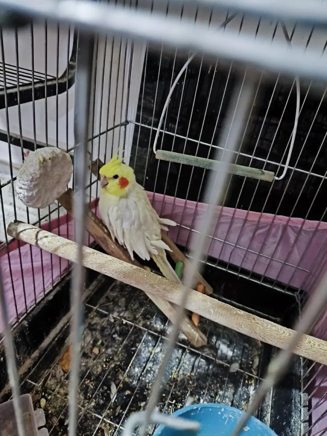 سلام سخنگو مایل به معاوضه|پرنده|رفسنجان, |دیوار