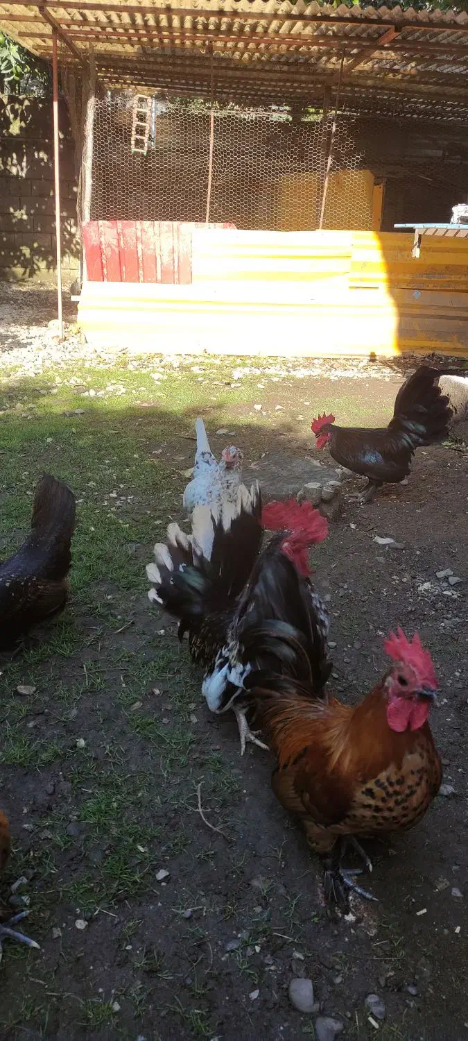 مرغ و خروس چینی خیلی قشنگ و سالم رامسر سادات شهر|حیوانات مزرعه|کتالم و سادات شهر, |دیوار