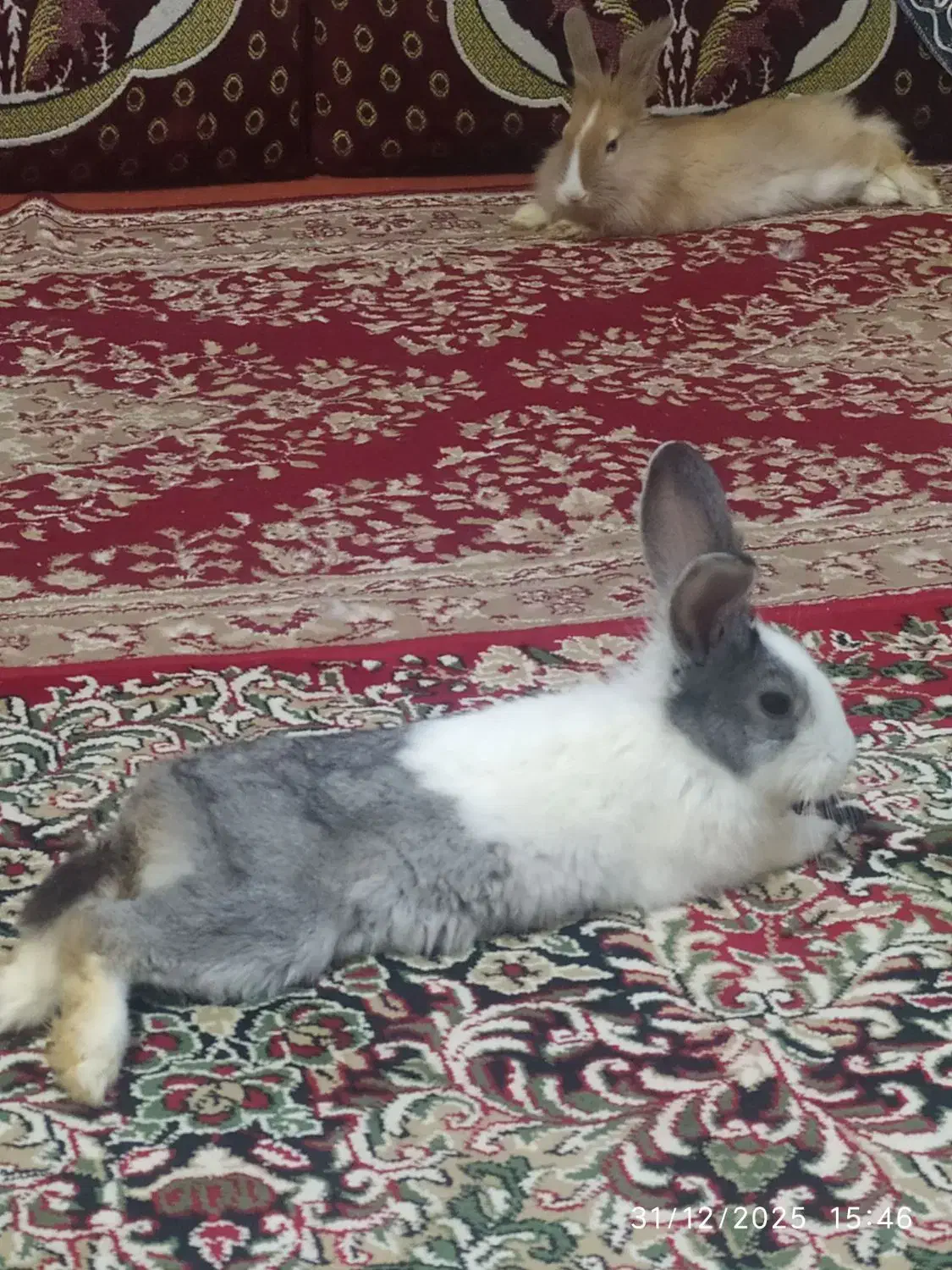 خرگوش لوپ|موش و خرگوش|بیرجند, |دیوار