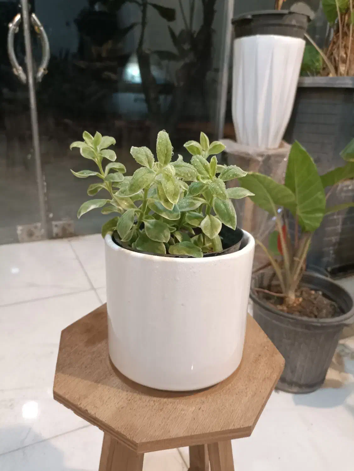 گل یخ برفی ارسال رایگان + هدیه|گل و گیاه طبیعی|مشهد, سناباد|دیوار