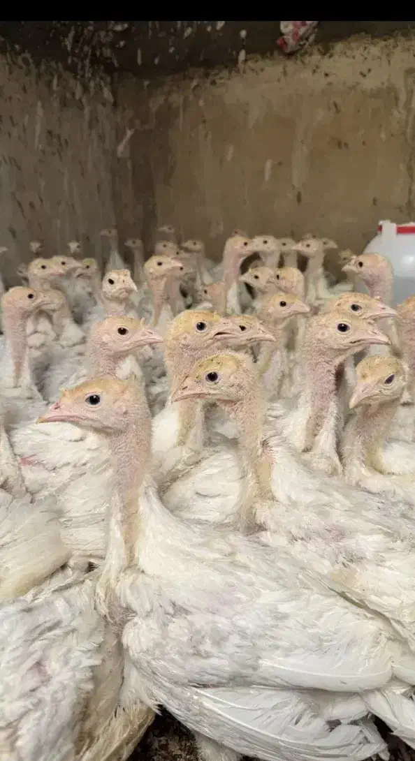 جوجه بوقلمون بیوتی فوق سنگین یک ماهه|حیوانات مزرعه|بانه, |دیوار