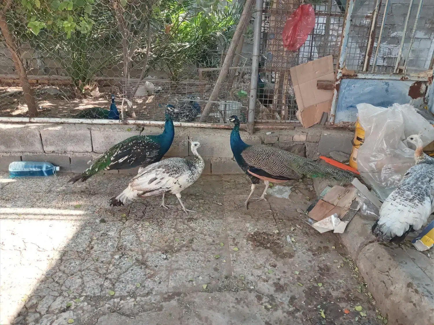 طاووس|پرنده|حمیدیه, |دیوار