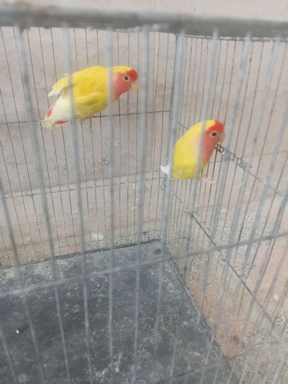 پرنده|پرنده|مهریز, |دیوار