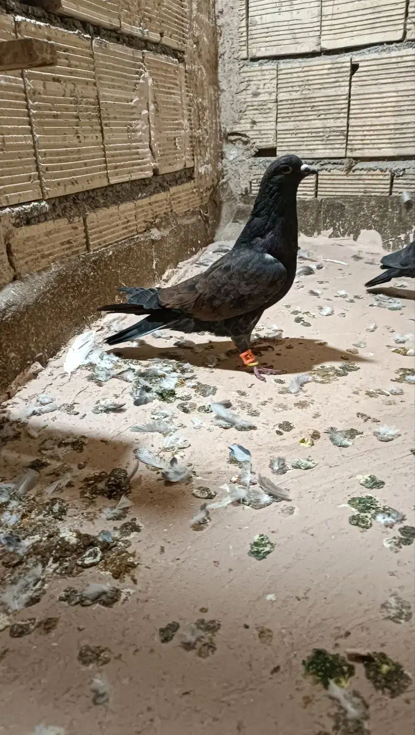 پرنده|پرنده|مشهد, انصار|دیوار