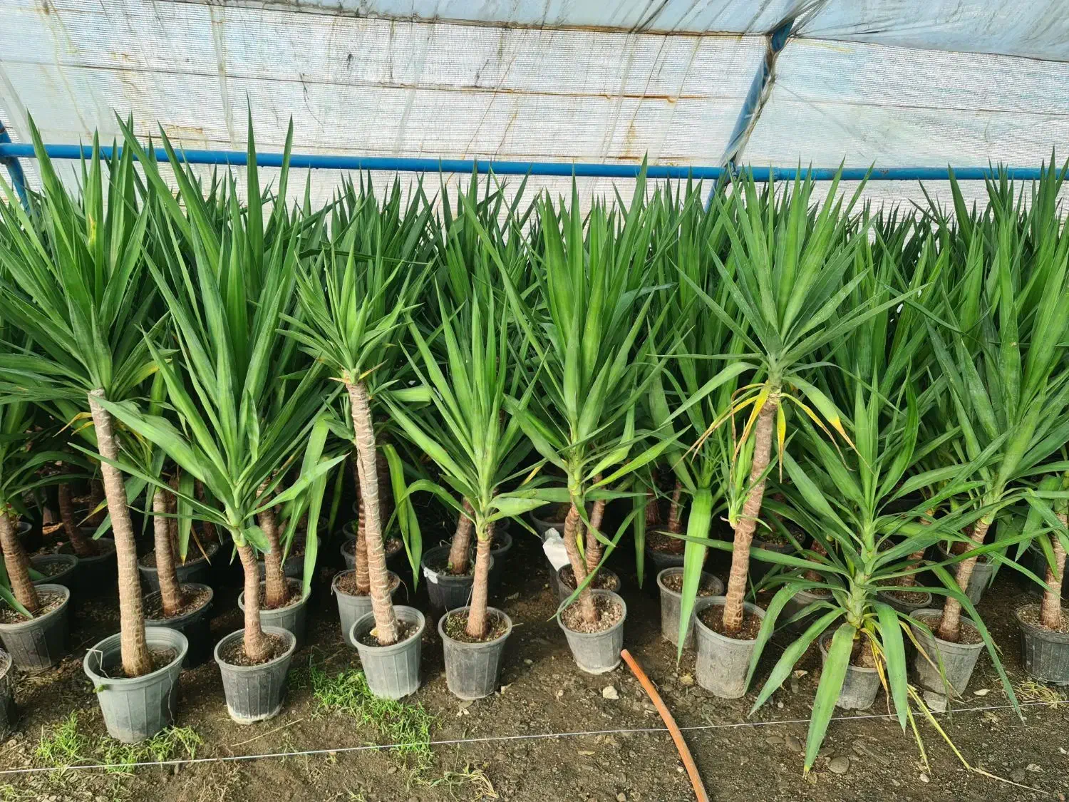 گلخانه در رضاشهر|گل و گیاه طبیعی|مشهد, رضاشهر|دیوار