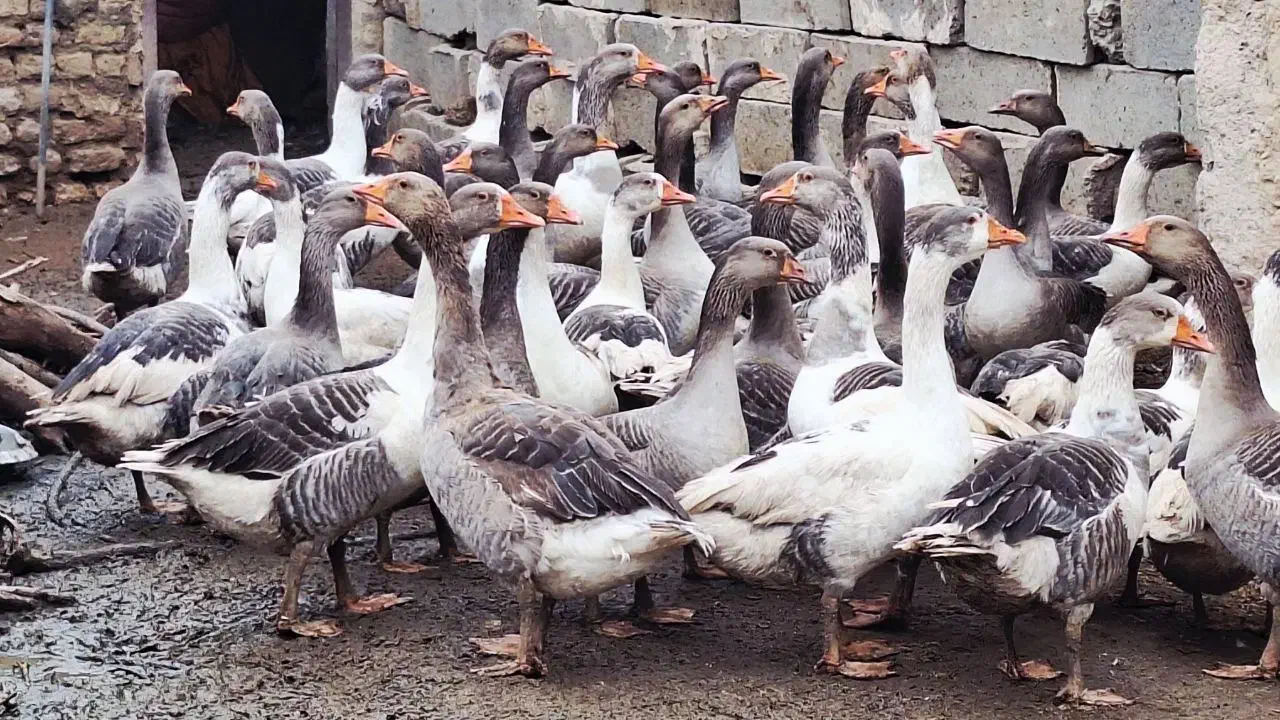 غاز (بط)|حیوانات مزرعه|زابل, |دیوار