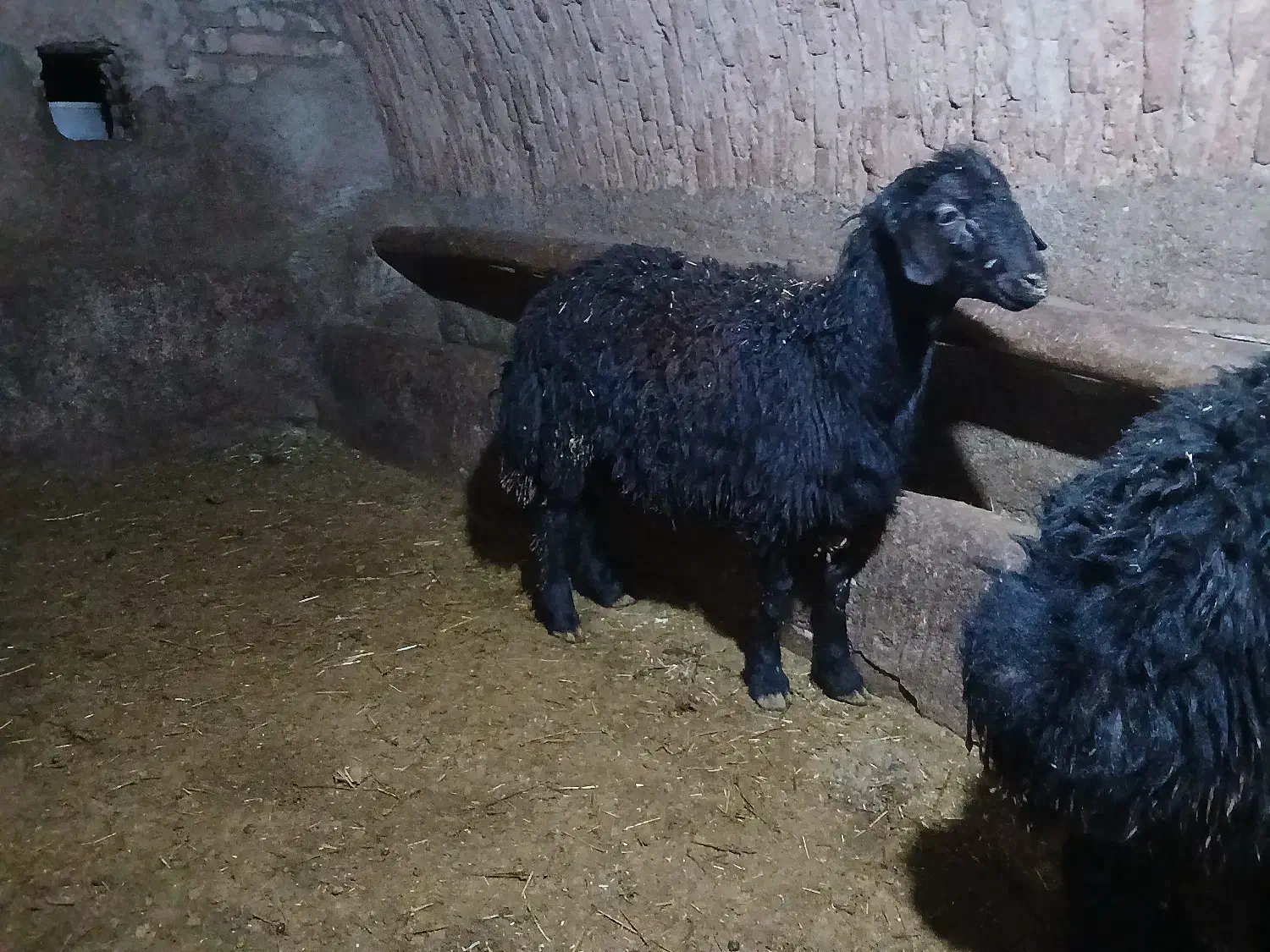 بره قوچ قره قزل|حیوانات مزرعه|بلبان آباد, |دیوار