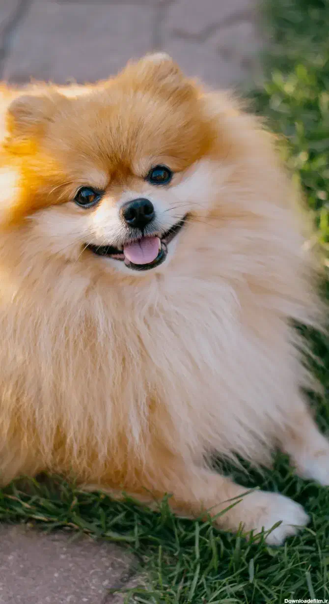 فروش سگ پامر خرسی|سگ|سنندج, |دیوار