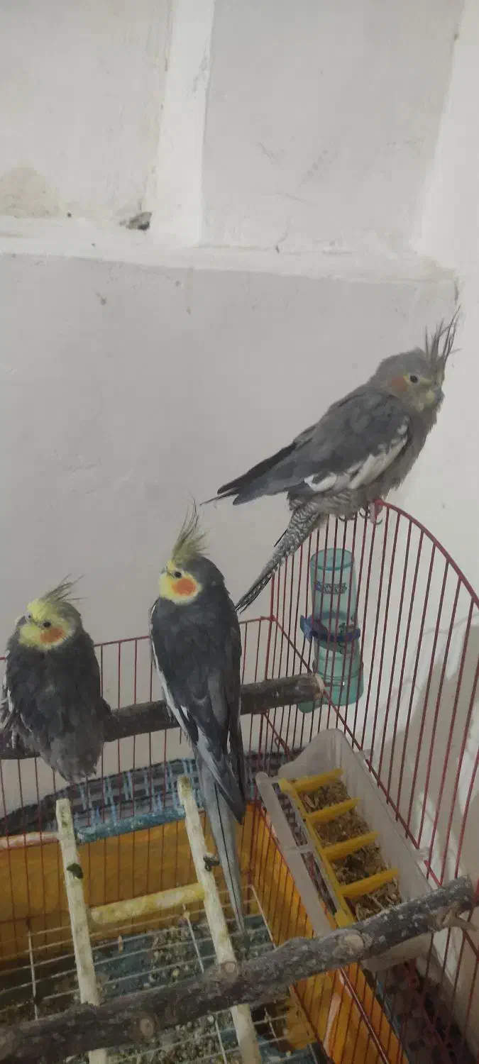 فروش 3عدد عروس هلندی|پرنده|لاجان, |دیوار