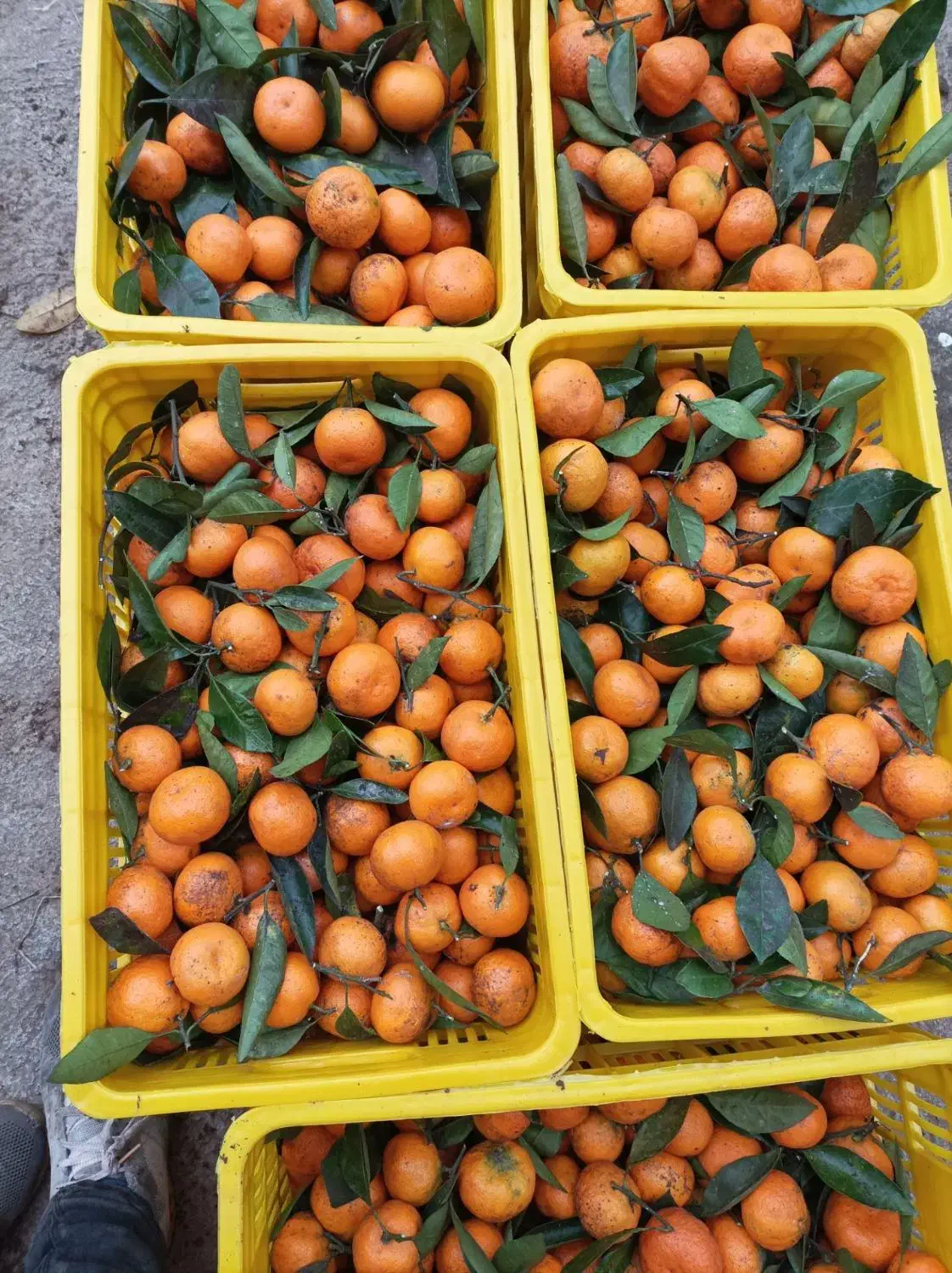 فروش نارنگی|خوردنی و آشامیدنی|کلاچای, |دیوار