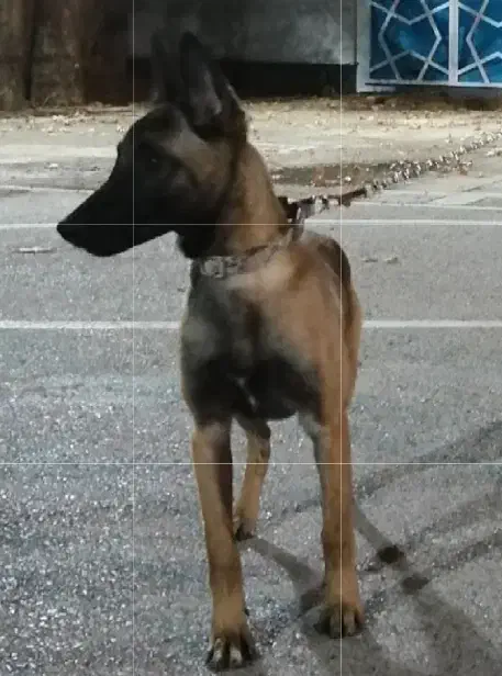 واگذاری سگ مالینویز|سگ|شیراز, میرزاکوچک خان|دیوار