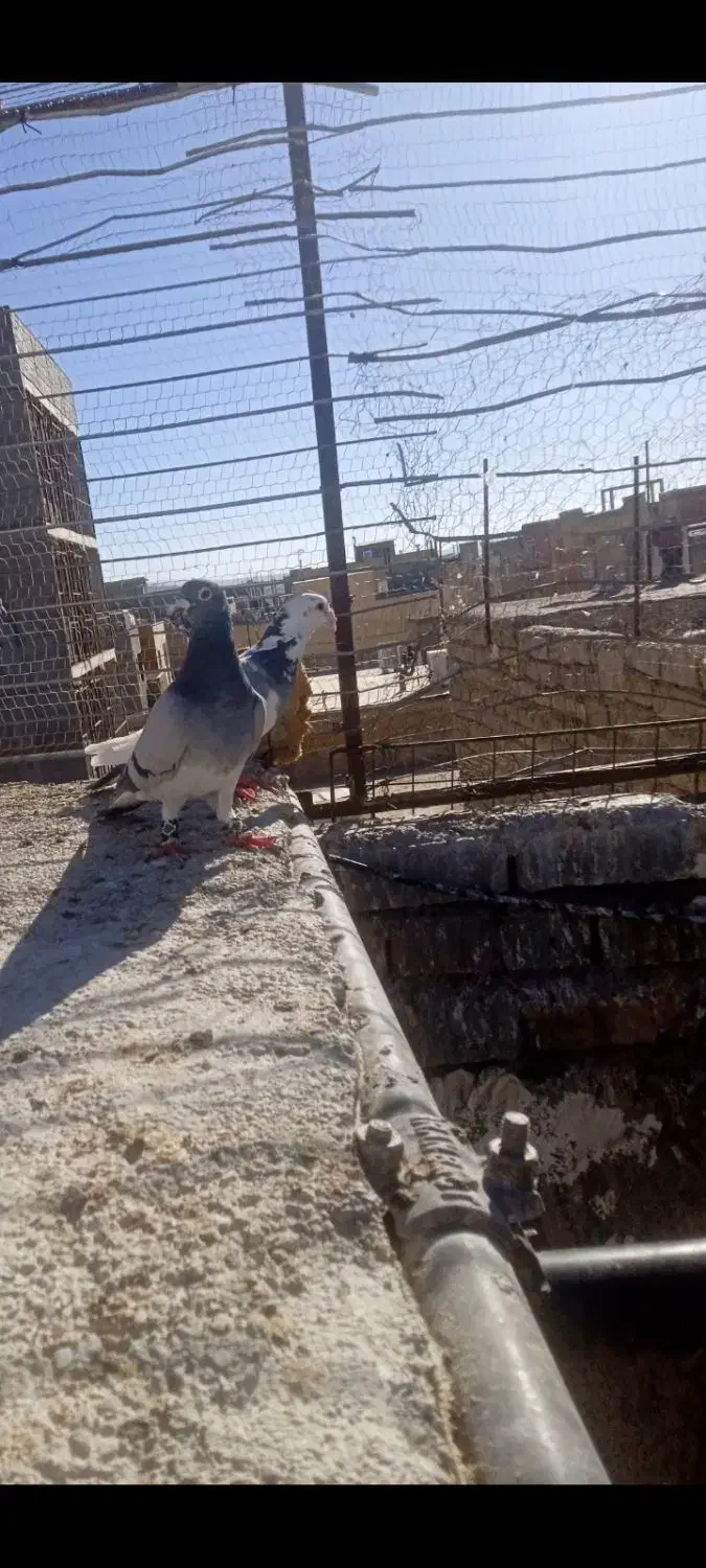 چنتا کفتر گرفتنی|پرنده|اسفراین, |دیوار