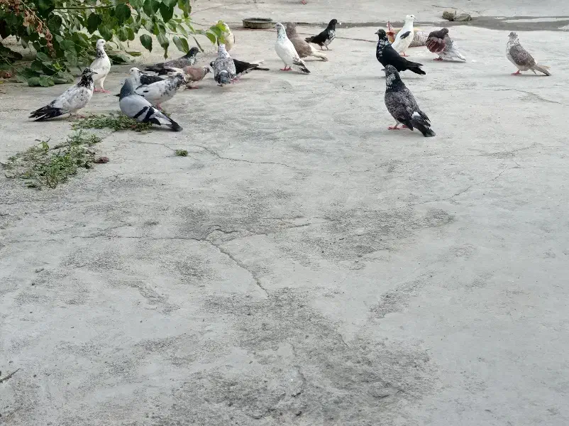 کبوتر پرشی|پرنده|بندر ترکمن, |دیوار