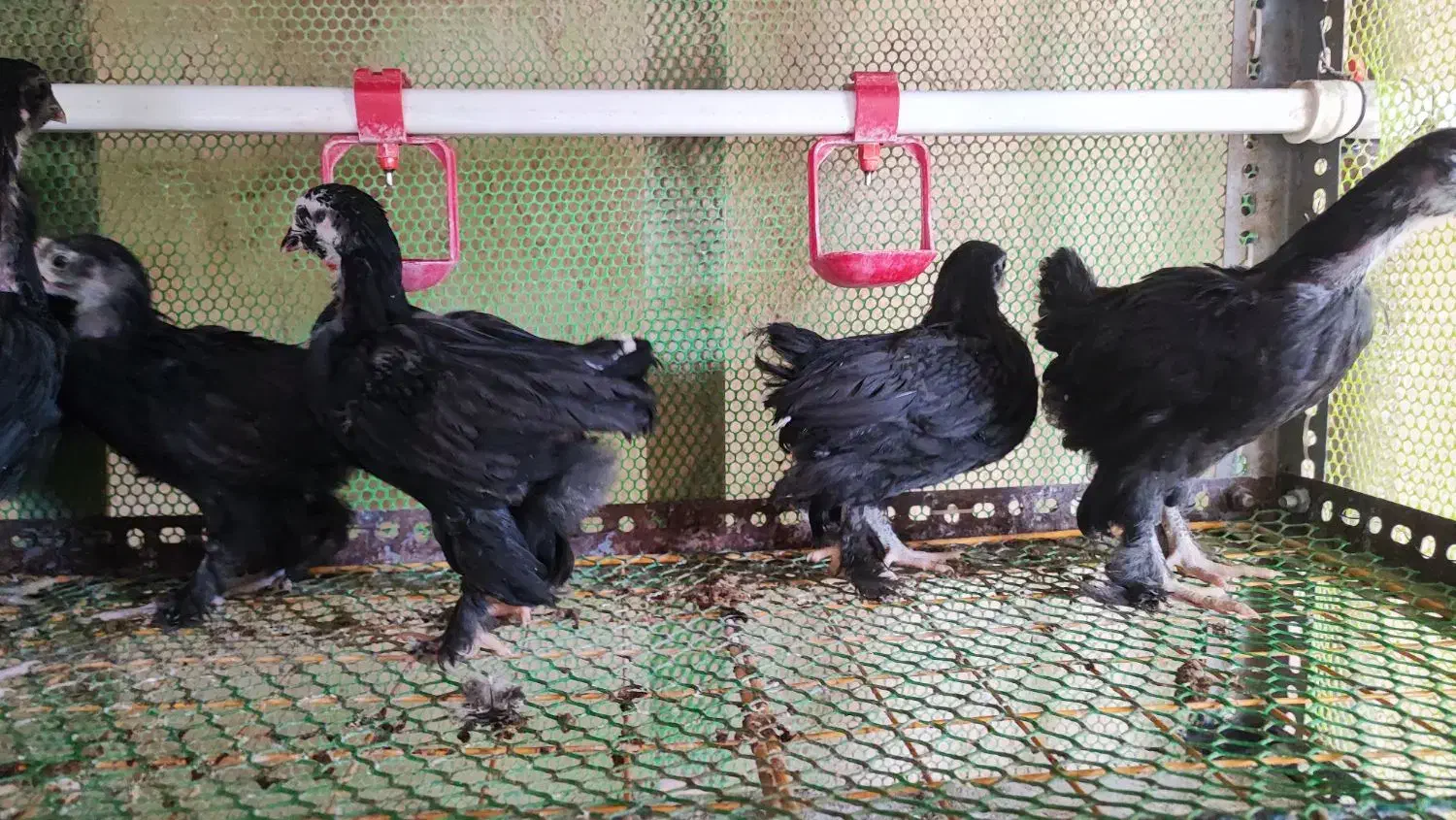 جوجه مرندی|حیوانات مزرعه|شیراز, قلات|دیوار