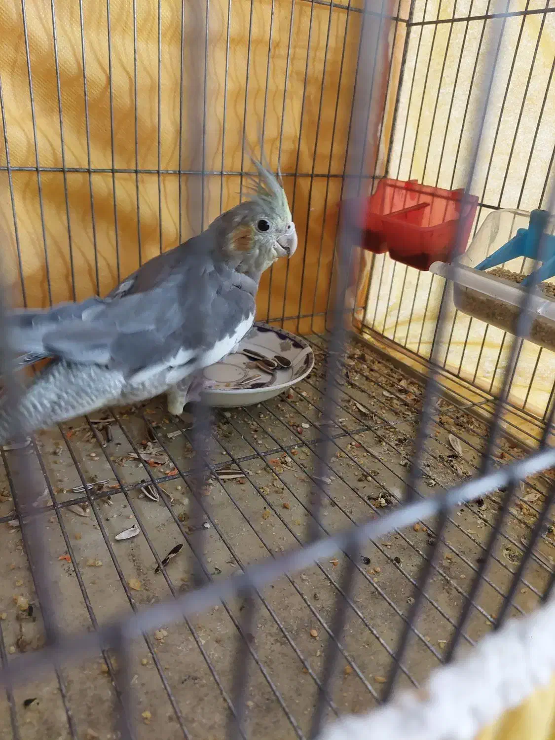 عروس هلندی ماده|پرنده|شاهینشهر, گزبرخوار|دیوار