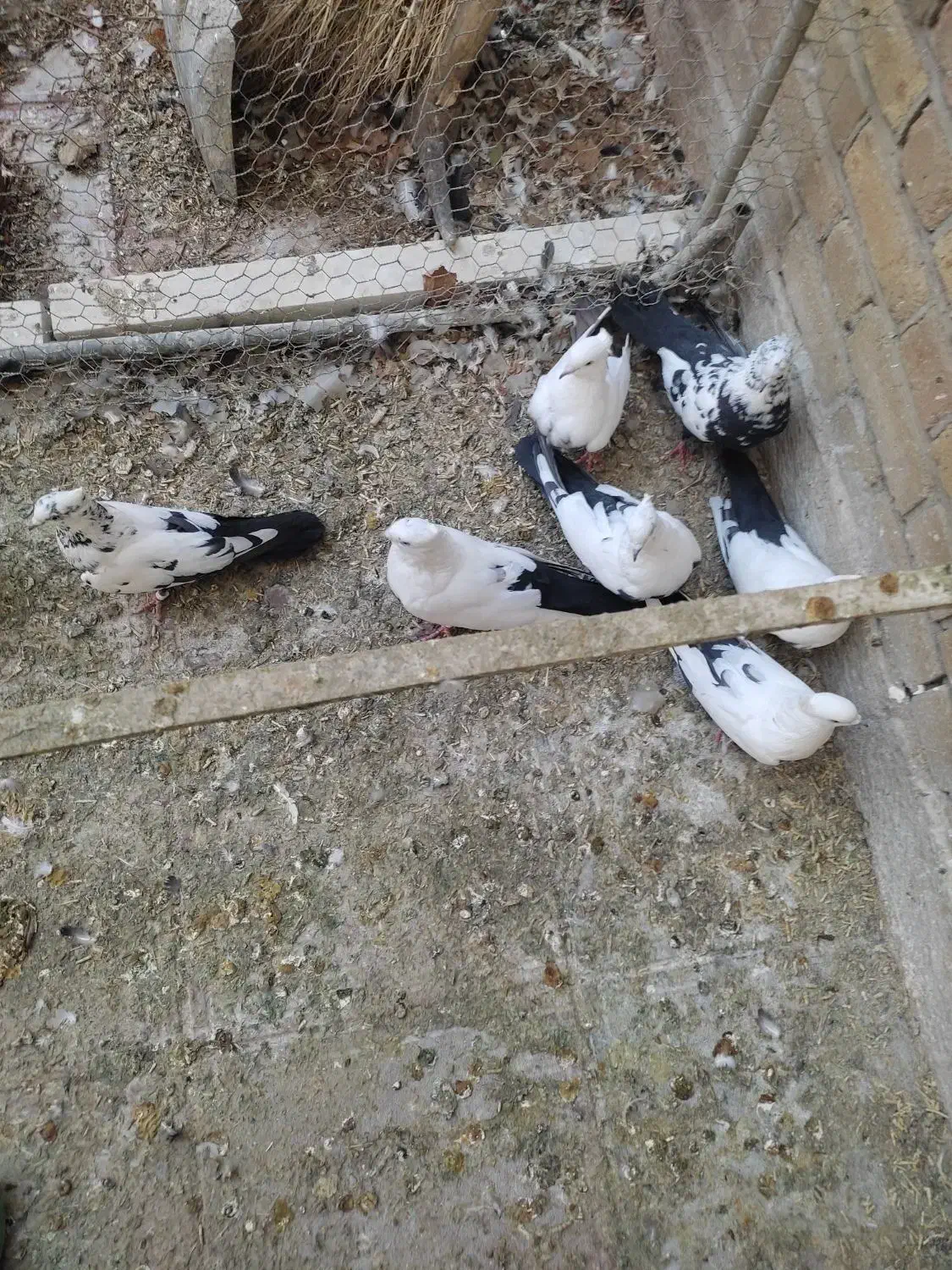 کبوتر دمی|پرنده|شیراز, حومه شیراز|دیوار