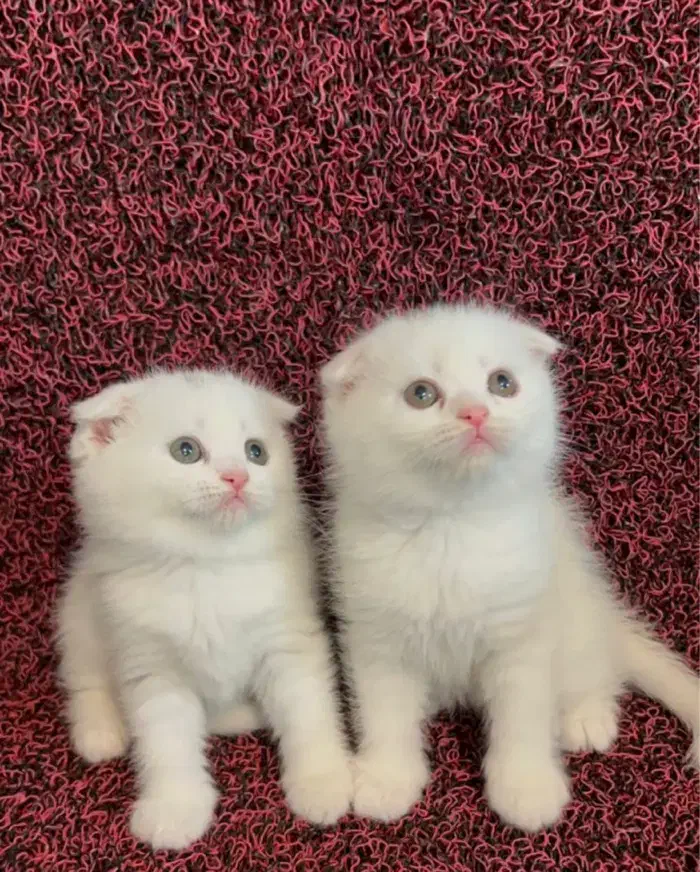 اسکاتیش چشم رنگی|گربه|ارومیه, |دیوار