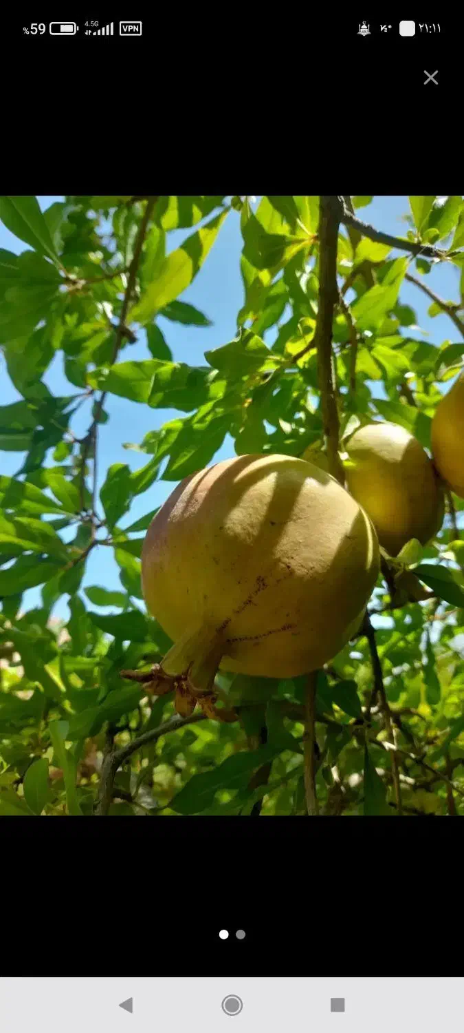 انار شیرین مخصوص اب گیری و رب انار کیلو 20|خوردنی و آشامیدنی|شیراز, بازار|دیوار
