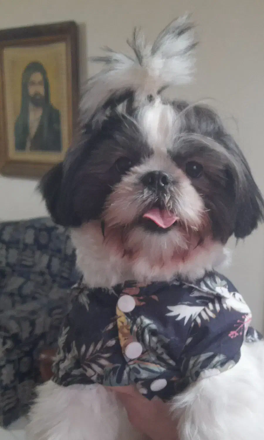 واگذاری‌ سگ شیرو..|سگ|ساری, |دیوار