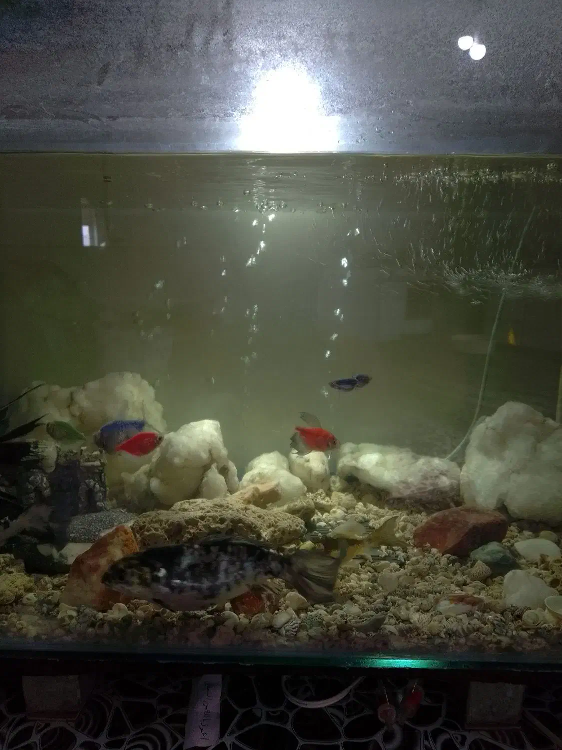 آکواریوم|ماهی|نیاسر, |دیوار