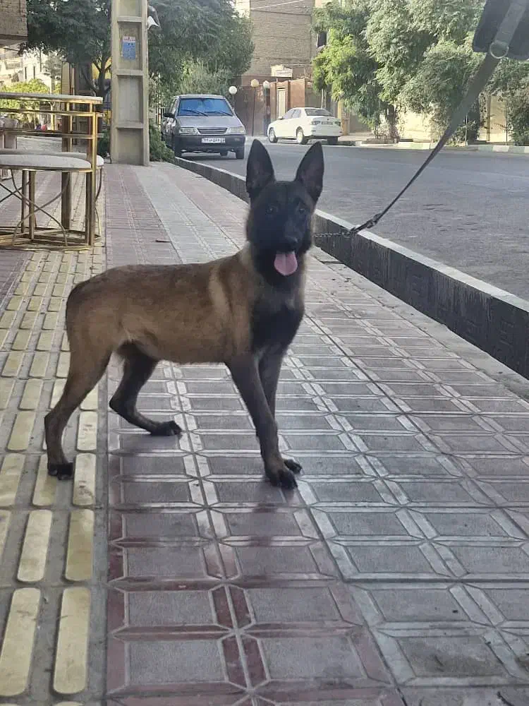 توله مالینوا ماده اصیل 4 و 5 ماهه|سگ|تهران, آرارات|دیوار