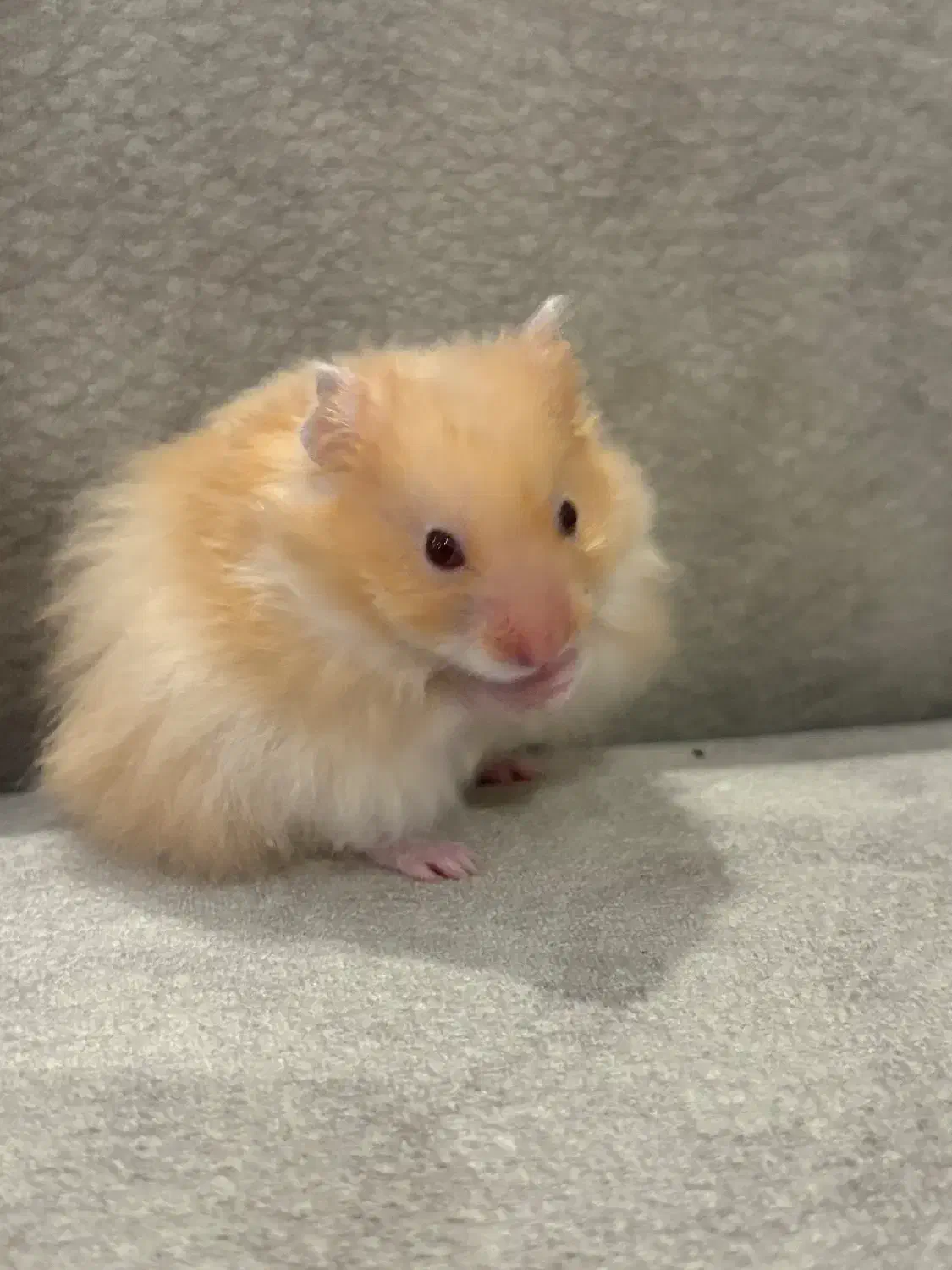 فروش همستر|موش و خرگوش|رشت, گلباغ نماز|دیوار