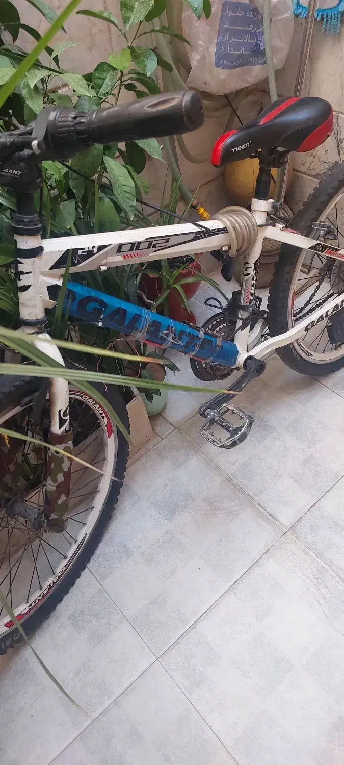 دوچرخه ۲۴ گالانت|دوچرخه، اسکیت، اسکوتر|ری, شهادت|دیوار